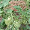 Great success.  People now self sufficient with many different vegetables.  Sell excess at local market.
